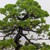 Formal Upright Itoiagwa Shimpaku Juniper (No. 15504)