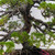 Formal Upright Itoiagwa Shimpaku Juniper (No. 15504)