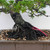 Formal Upright Itoiagwa Shimpaku Juniper (No. 15504)