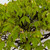 Broom Style Zelkova in a Blue Ceramic Pot (No. 15466)