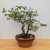 Rough Bark Euonymus Alatus in a 15" Grow Pot - No. 17904