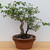 Rough Bark Euonymus Alatus in a 15" Grow Pot - No. 17904