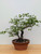 Rough Bark Euonymus Alatus in a 15" Grow Pot - No. 17904