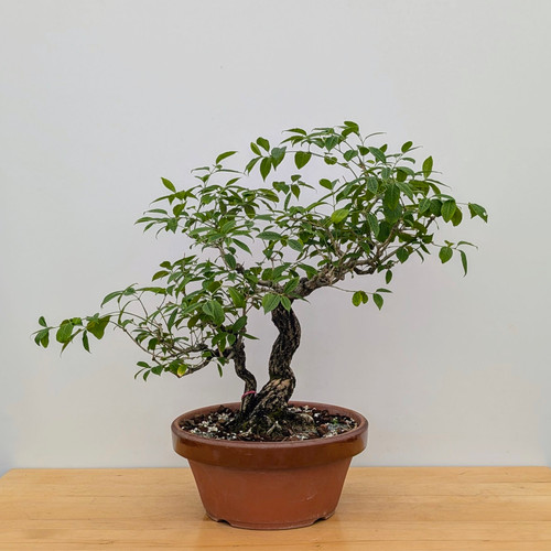 Rough Bark Euonymus Alatus in a 15" Grow Pot - No. 17904