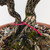 Rough Bark Euonymus Alatus in a 15" Grow Pot - No. 17904