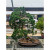 Large Shimpaku Juniper in an Unglazed Yixing Ceramic Pot (No. 12667)