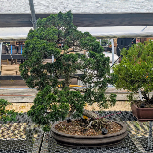 Large Shimpaku Juniper in an Unglazed Yixing Ceramic Pot (No. 12667)