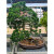 Large Shimpaku Juniper in an Unglazed Yixing Ceramic Pot (No. 12667)
