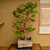 Stewartia in a 15" Grow Pot (IN-STORE PICKUP ONLY) - No. 17703