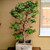 Stewartia in a 15" Grow Pot (IN-STORE PICKUP ONLY) - No. 17703