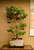 Stewartia in a 15" Grow Pot (IN-STORE PICKUP ONLY) - No. 17703