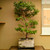Stewartia in a 15" Grow Pot (IN-STORE PICKUP ONLY) - No. 17703