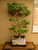 Stewartia in a 15" Grow Pot (IN-STORE PICKUP ONLY) - No. 17703