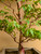 Stewartia in a 15" Grow Pot (IN-STORE PICKUP ONLY) - No. 17703