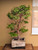 Stewartia in a 15" Grow Pot (IN-STORE PICKUP ONLY) - No. 17703