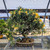 Variegated San Jose Juniper Bonsai in an Unglazed Etched Pot (No. 15154)