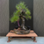 35+ Year Japanese Black Pine in One-of-a-Kind Bruce Lenore Wood-Fired Pot (Infamous Return Story)