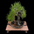 35+ Year Japanese Black Pine in One-of-a-Kind Bruce Lenore Wood-Fired Pot (Infamous Return Story)