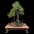 35+ Year Japanese Black Pine in One-of-a-Kind Bruce Lenore Wood-Fired Pot (Infamous Return Story)